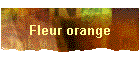 Fleur orange