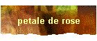 petale de rose